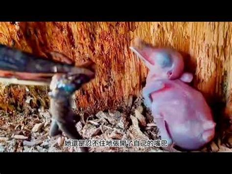 鳥突然死掉|鳥兒離奇死亡：真相大白